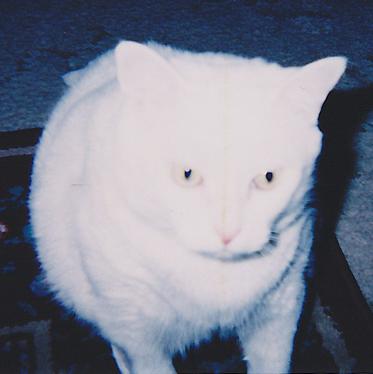 Our Dear Boy Junior: Gone Too Soon