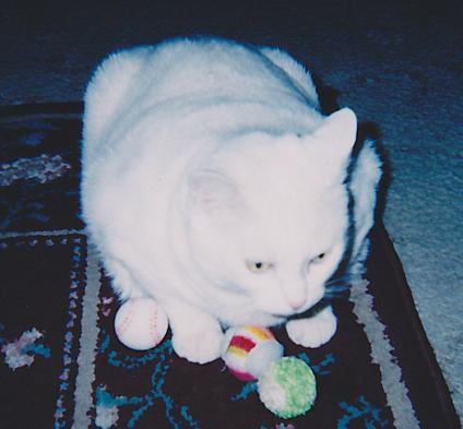 Our Dear Boy Junior: Gone Too Soon