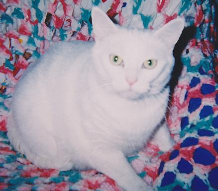 Our Dear Boy Junior: Gone Too Soon