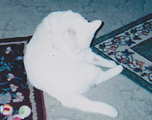 Our Dear Boy Junior: Gone Too Soon