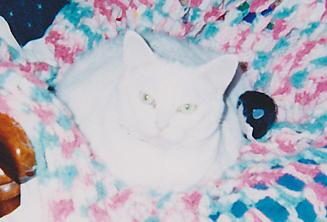 Our Dear Boy Junior: Gone Too Soon