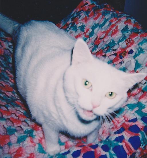 Our Dear Boy Junior: Gone Too Soon