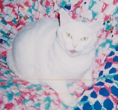 Our Dear Boy Junior: Gone Too Soon