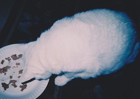 Our Dear Boy Junior: Gone Too Soon